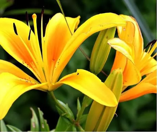 Coleção Lis: inspirada na clássica flor-de-lis
