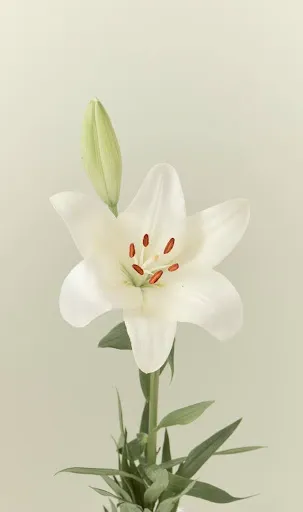 Coleção Lis: inspirada na clássica flor-de-lis