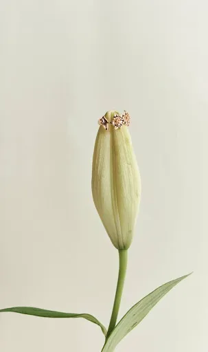Coleção Lis: inspirada na clássica flor-de-lis